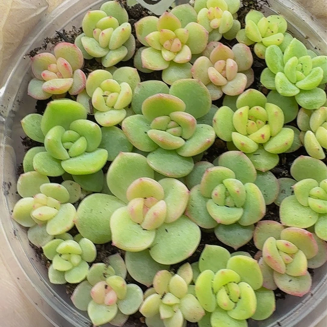 多肉植物多肉植物801