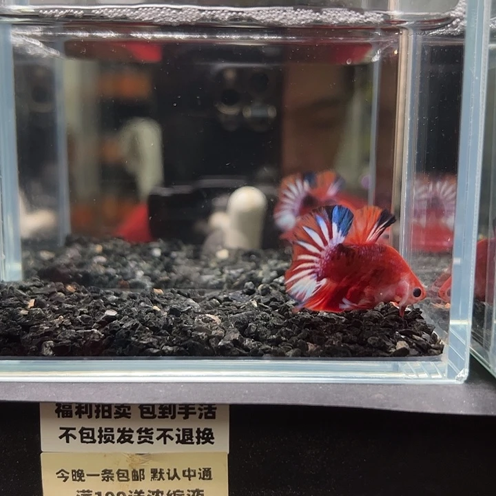 斗鱼竞拍跑单拉黑31日108