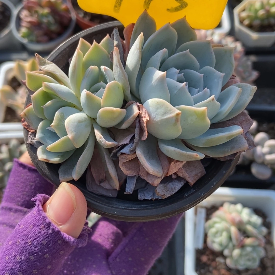 715白茶多肉植物duorou