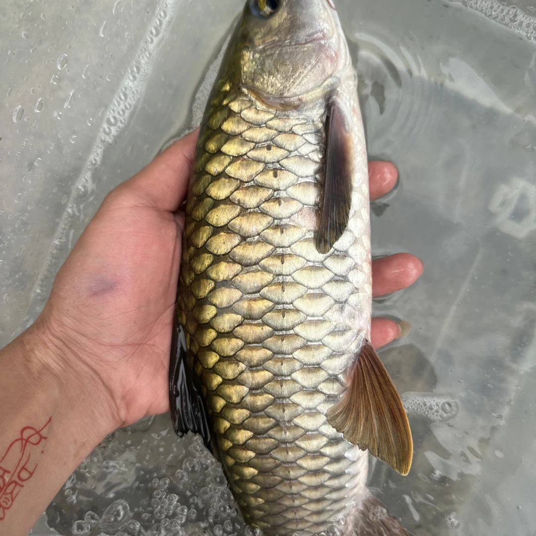 桂林溪流原生态军鱼  京东 顺丰包邮