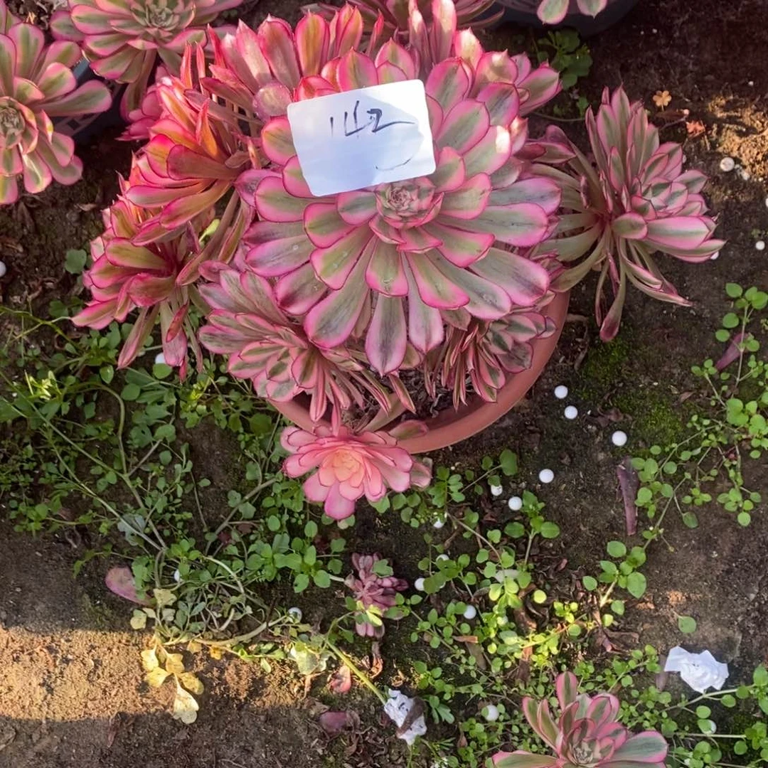 范***范白月光142号多肉多肉