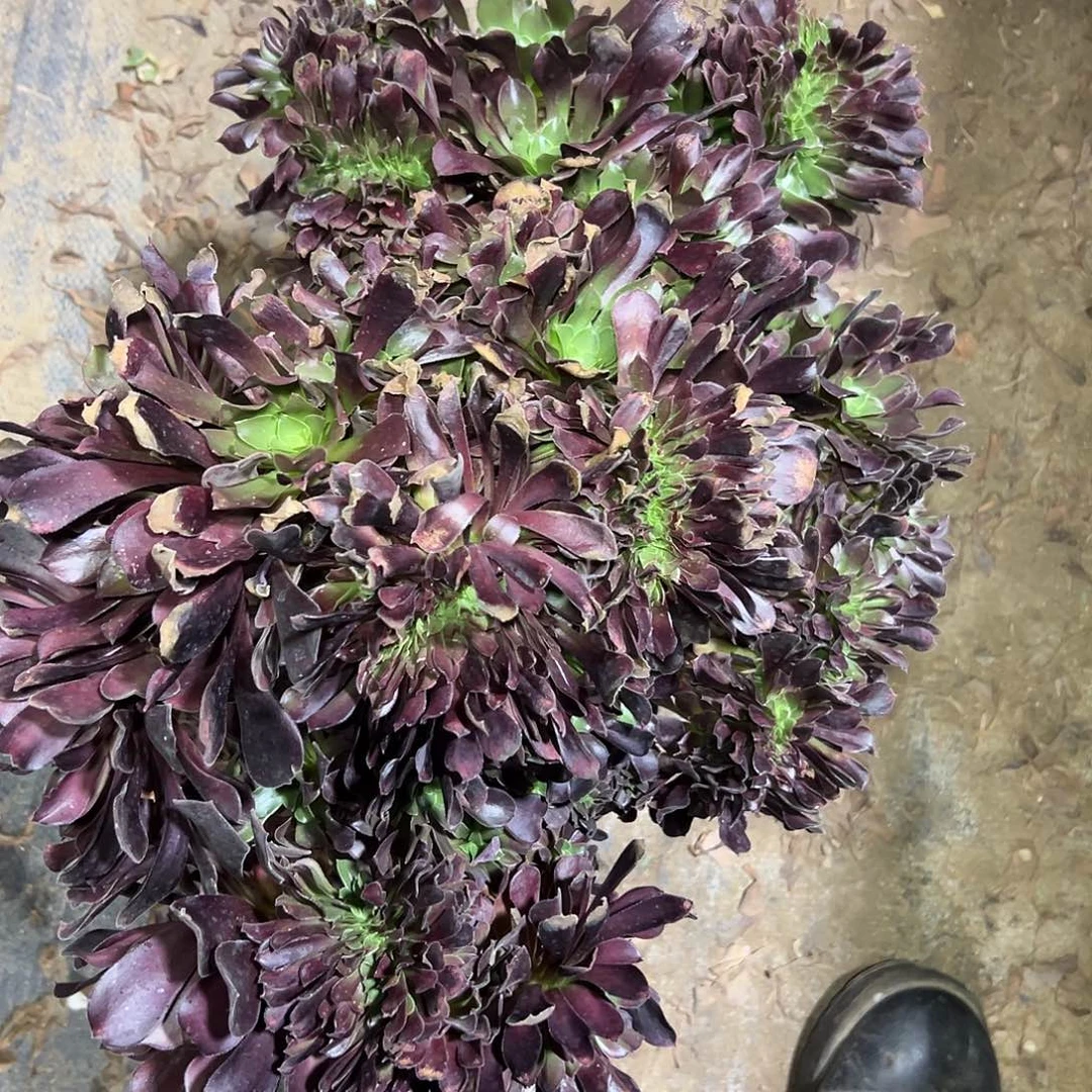 多肉300植物欧子缀花