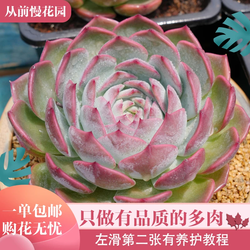 061-颂歌-从前慢花园东云系红边好养多肉盆栽植物