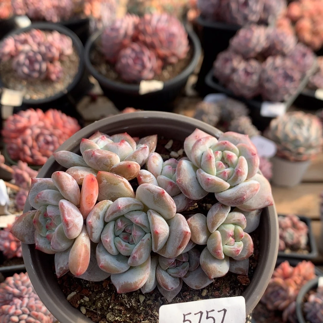 12厘米绿底油透脸石榴籽 七头 5757