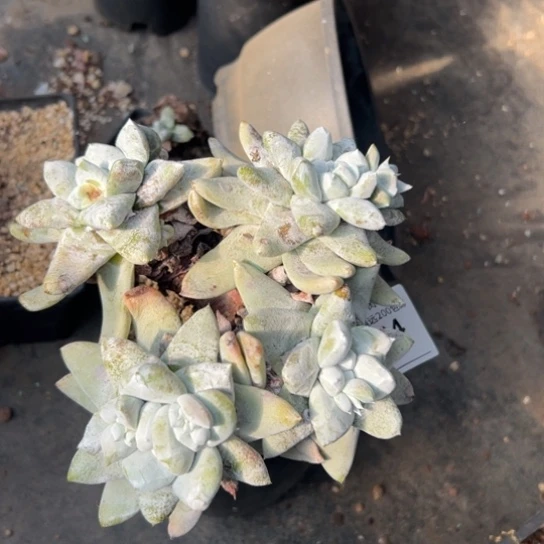 海星拇指～可可爱爱8184 多肉