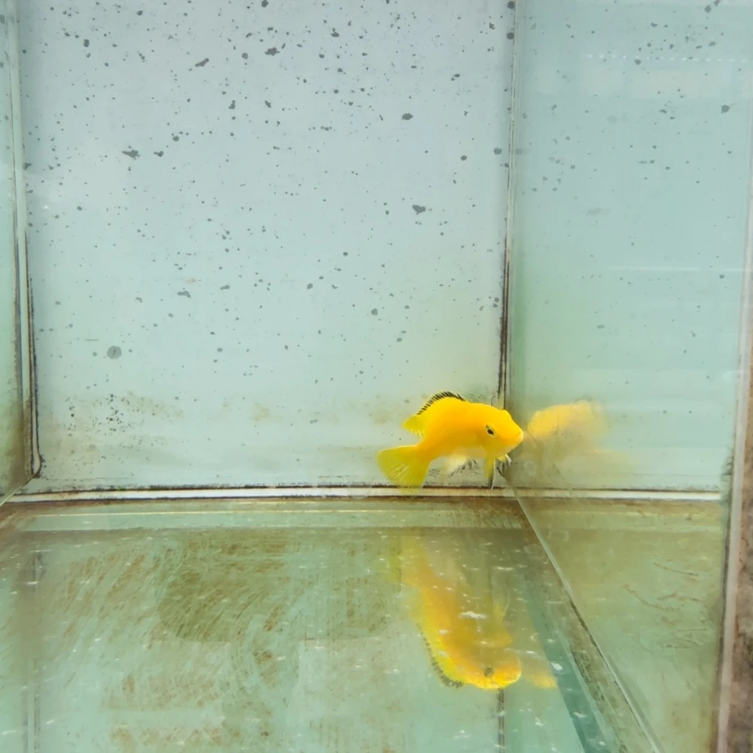 慈鲷王子1415。