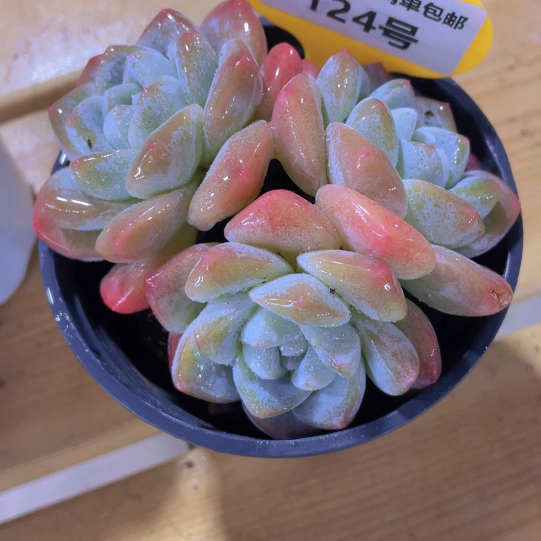 124号 老桩冰玉多头群一个