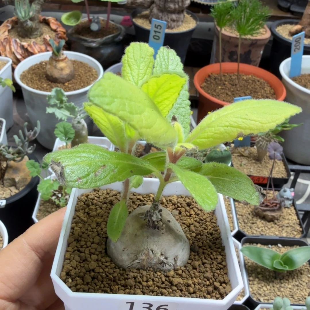 巍***~白香岩136 仙人球