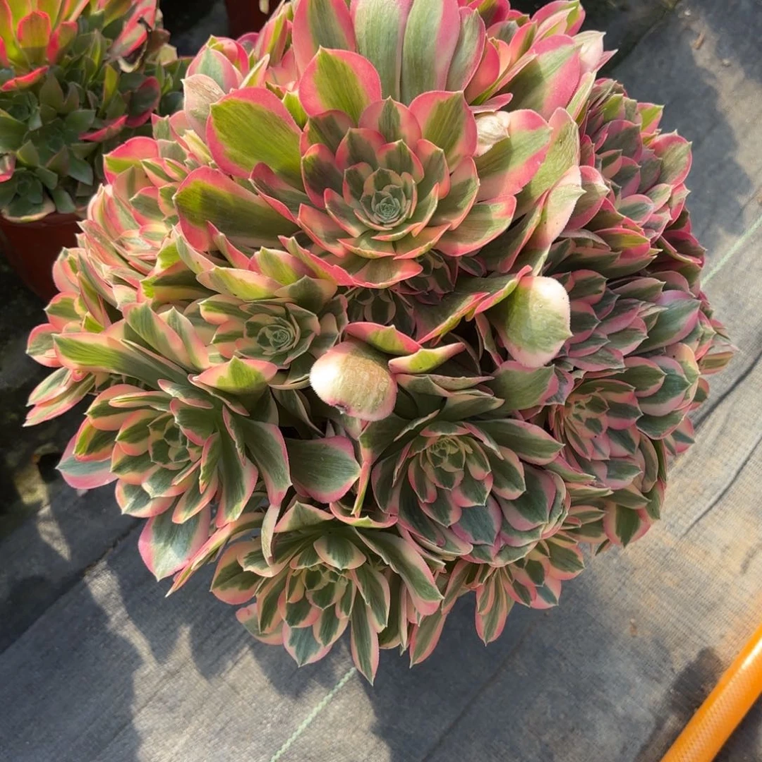 只***?花好月又圆202514