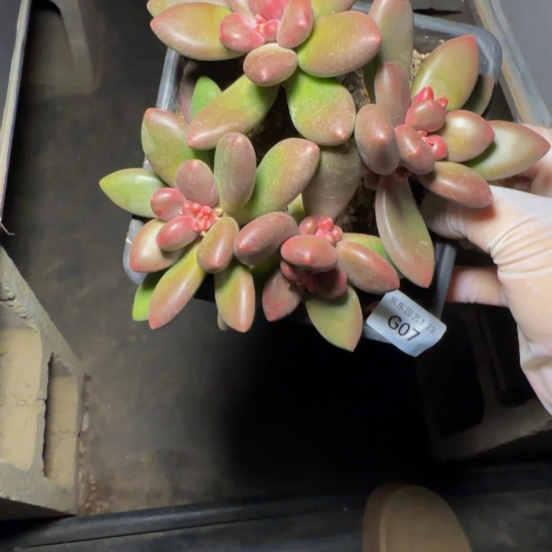 g g g g g g g g 7