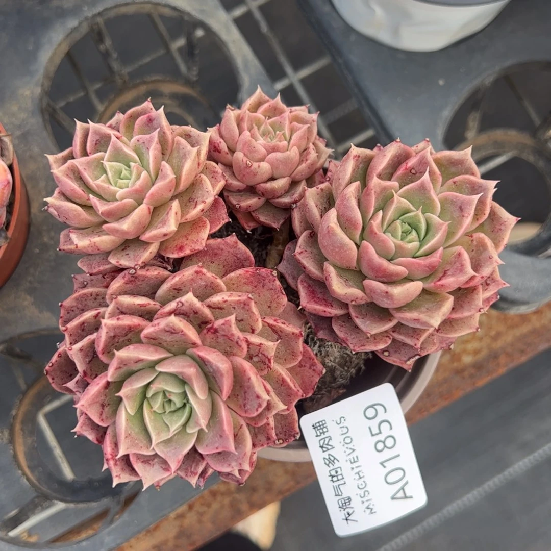 莫西干人一物一拍1859