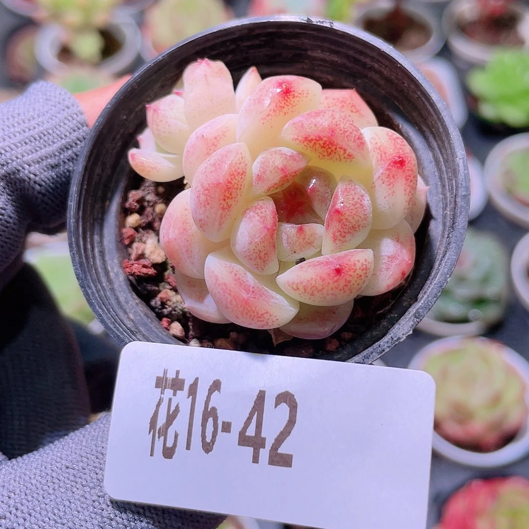 花利美16-42秘境冰魄