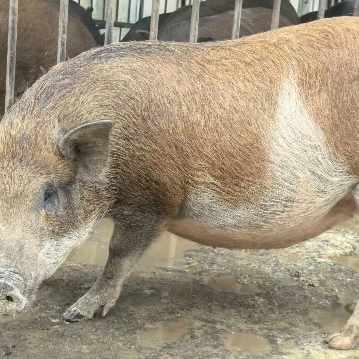 【散养】5野二代、藏香猪、巴马香猪鲜肉*直播间现场称重
