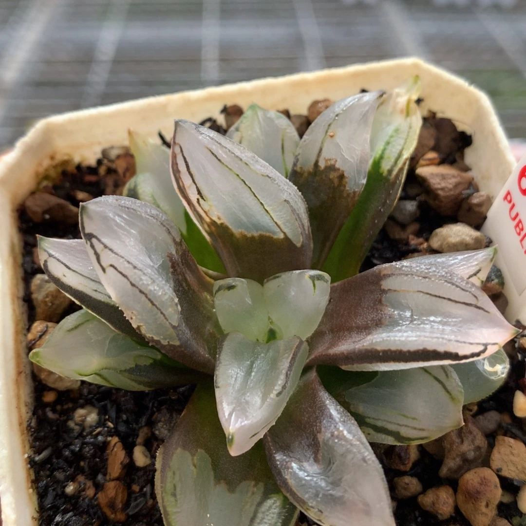以实际为准689西瓜