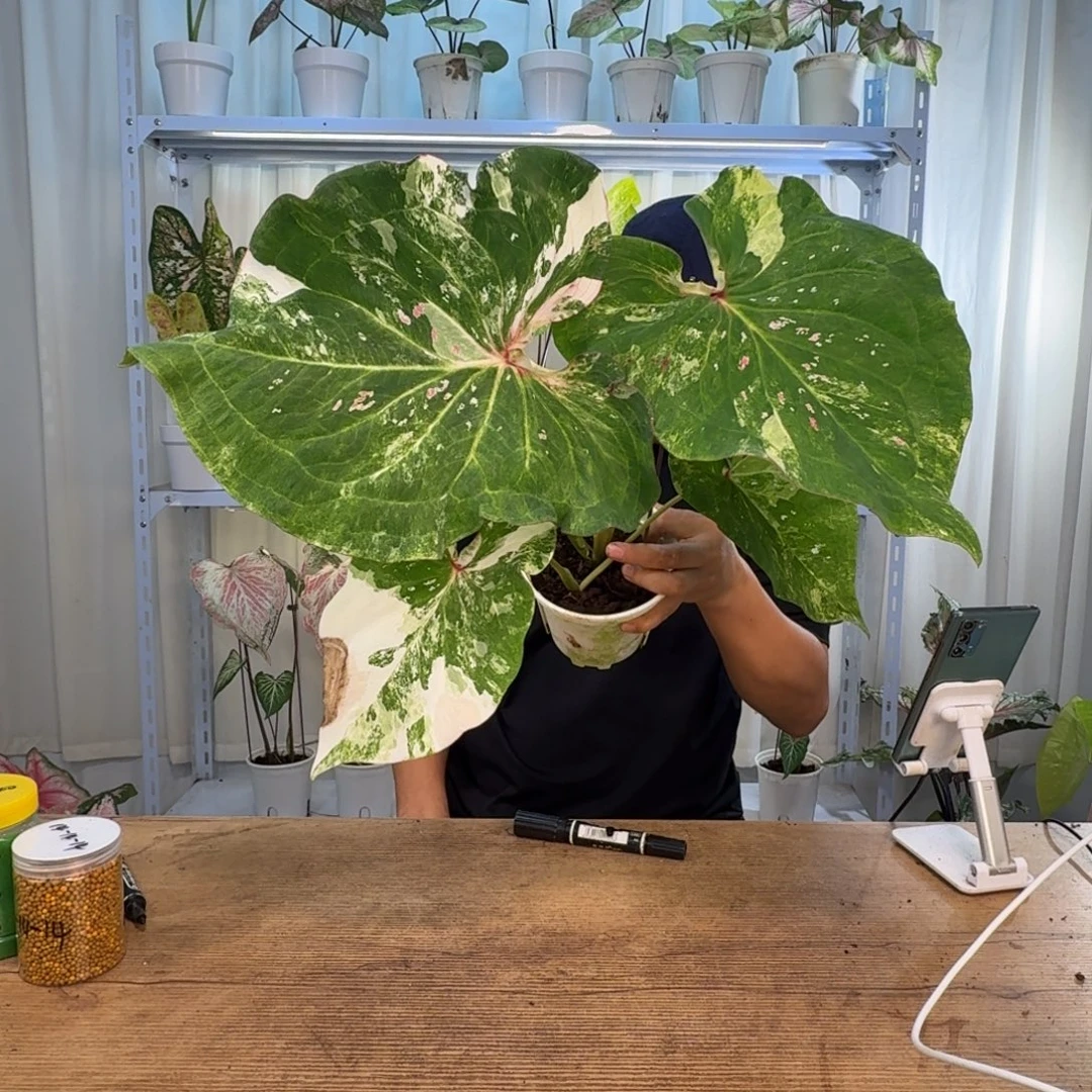 无花朵实生     1321