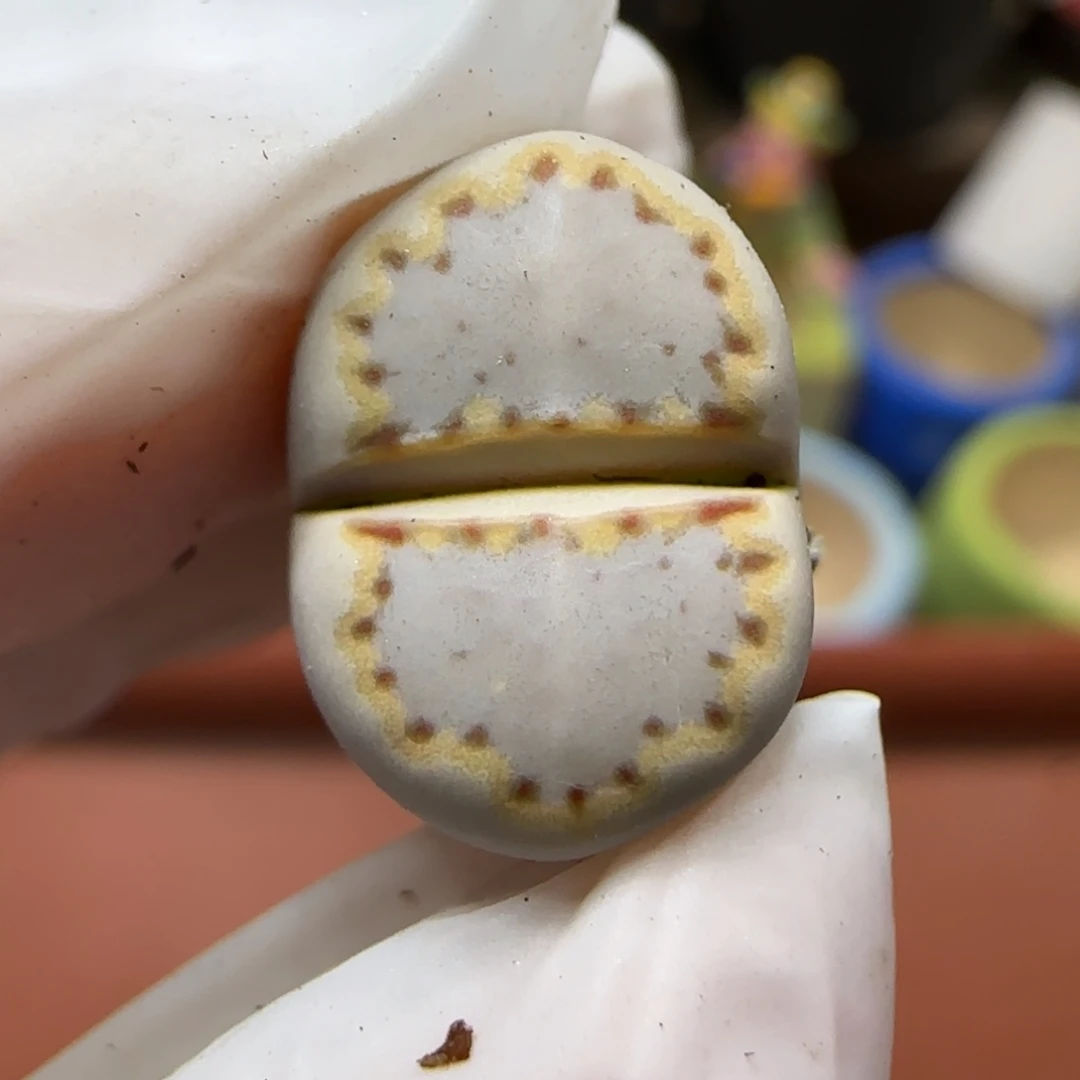 12.19.1621.015饼干.9024