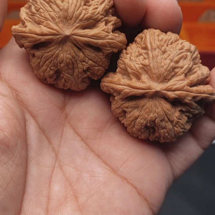核桃大粗筋41尺核桃