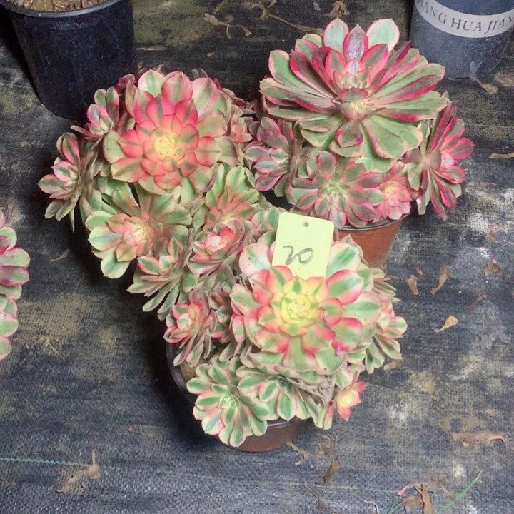 沈****）20三颗多肉一物一拍～