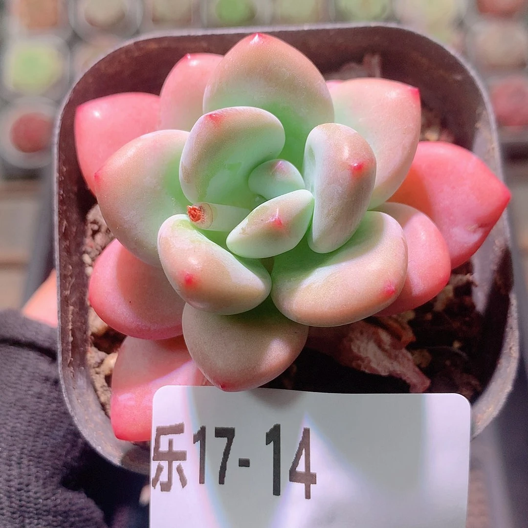 乐然17-14 洛神单头