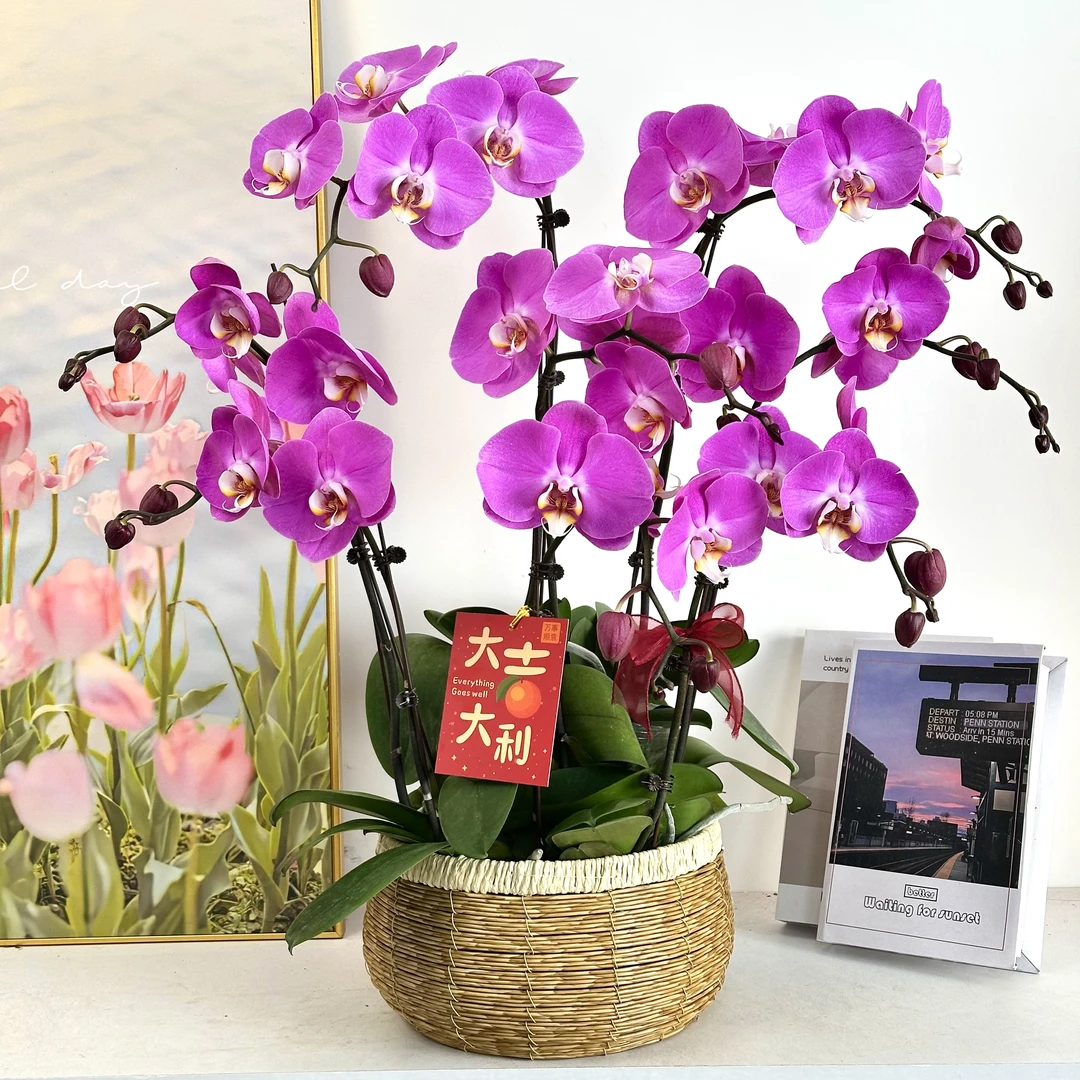 【粉宝图】室内蝴蝶兰花盆栽开花株 四季好养护绿植叶片