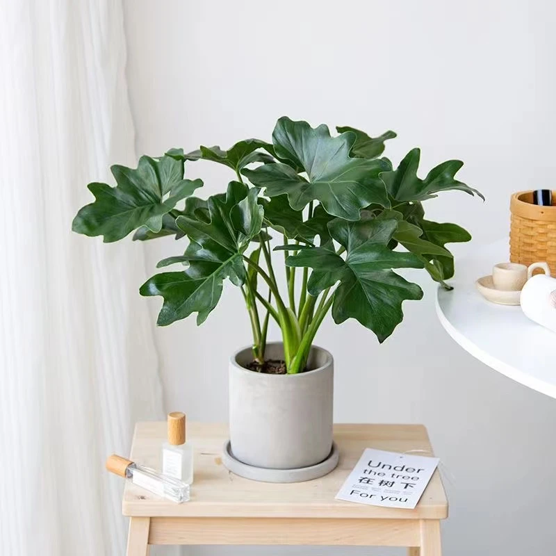 买一安排两个到手春羽绿植盆栽室内桌面盆景吸甲醛北欧风好养花卉