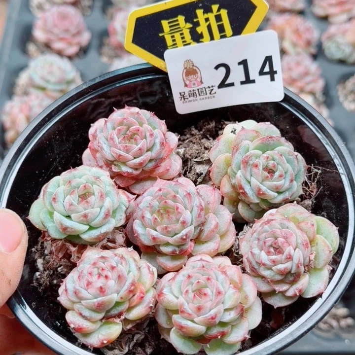 多肉植物多肉植物