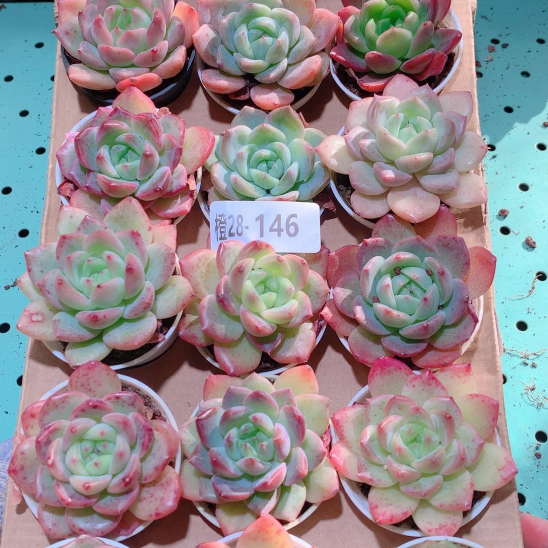 28-146一物一拍多肉带盆18颗