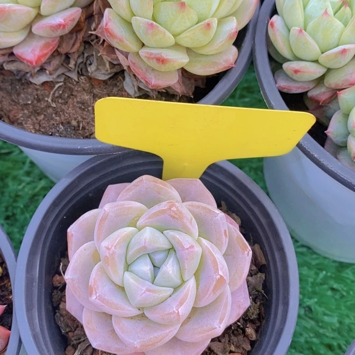 多肉植物。开心多肉