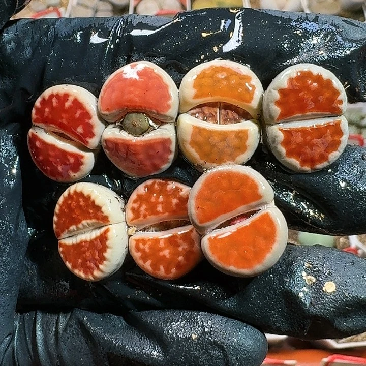 生石花1111111。   361