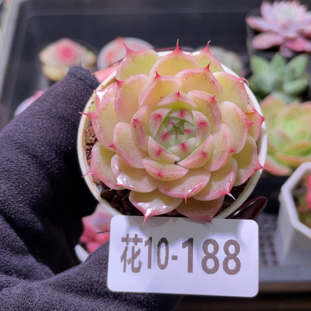 花利美10-188麦秆