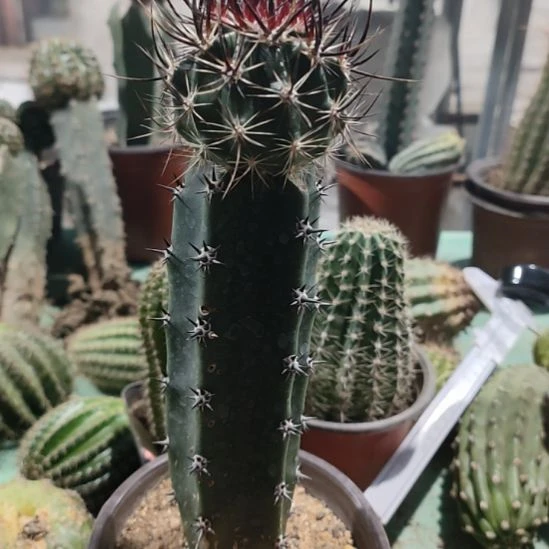 仙人球袖普苗接林氏换虾