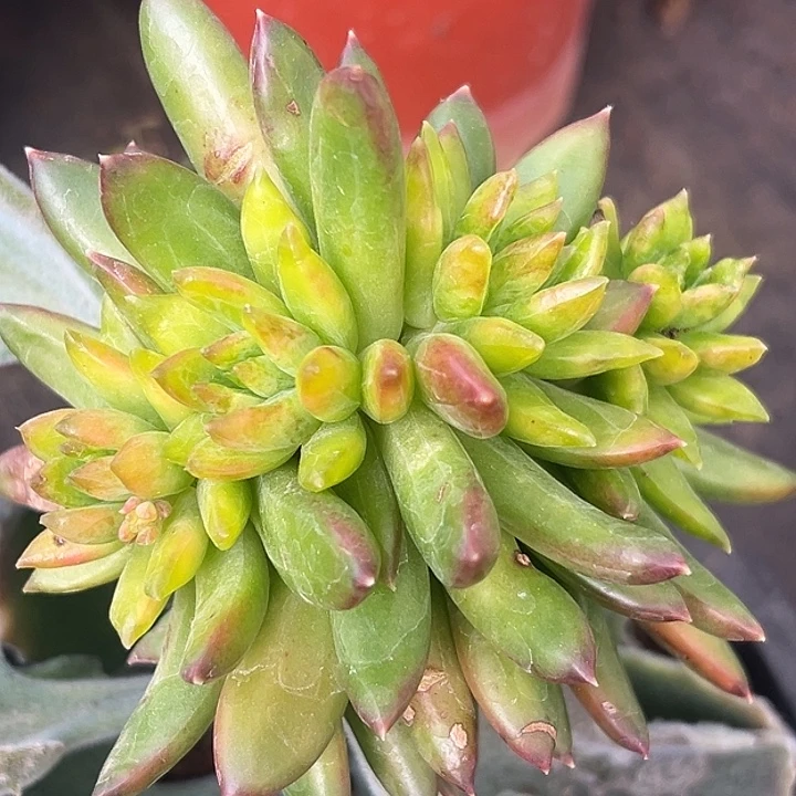 美人4头特价一物一拍