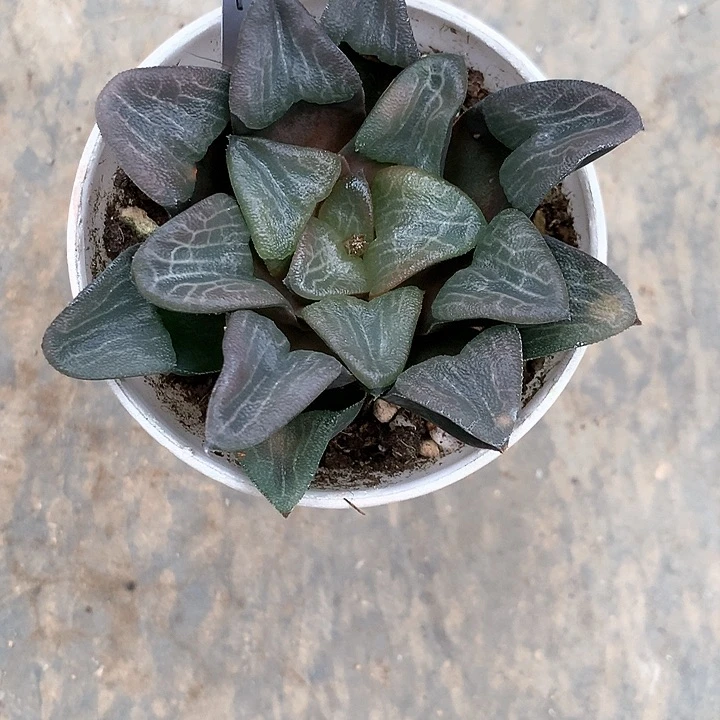 巨人兵一物一拍18