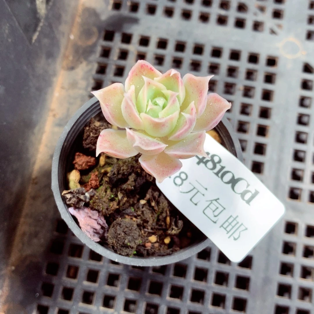 5厘米盆精控多肉4810