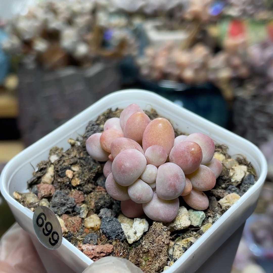 蔓越莓奶酪多肉植物