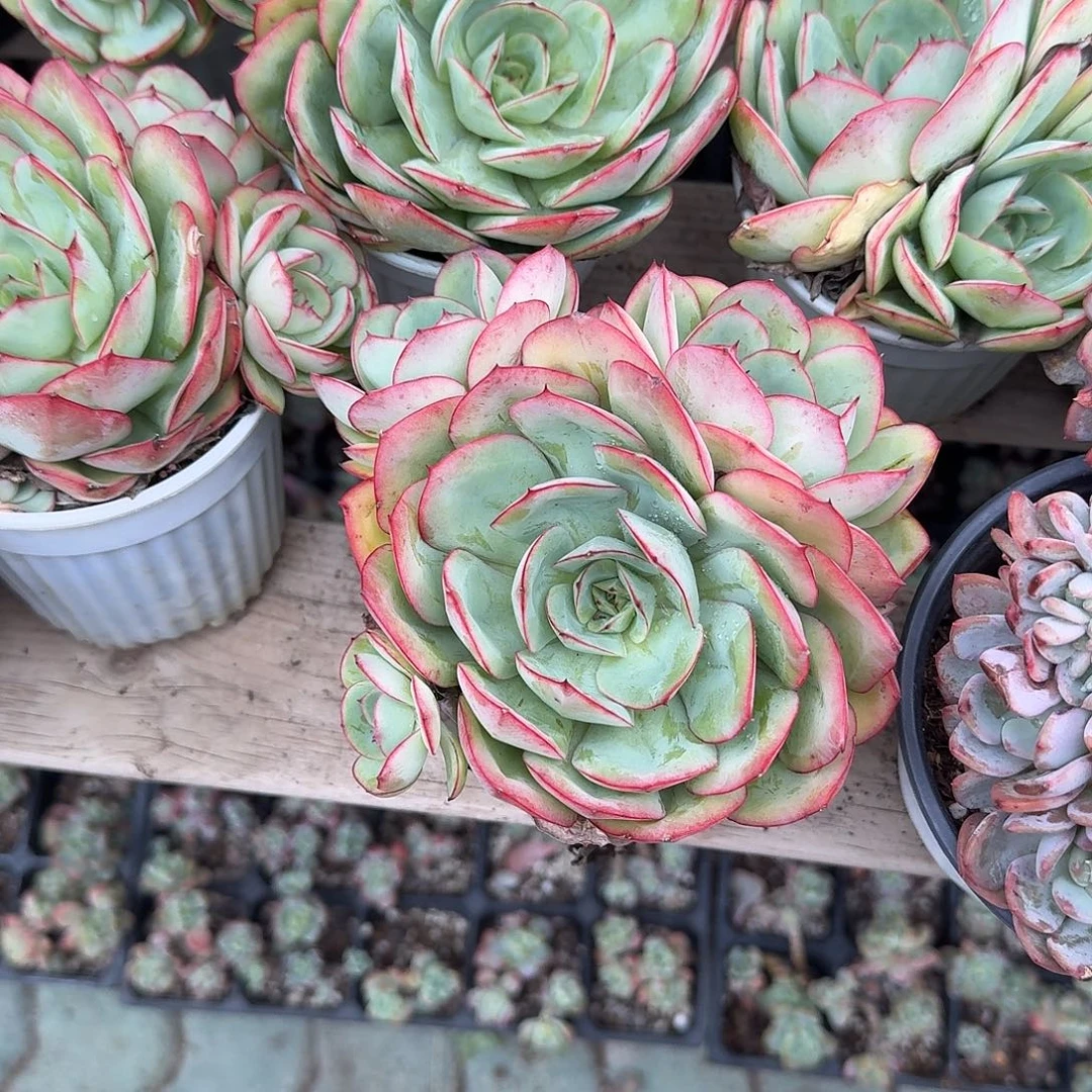 牡丹亭三头多肉植物