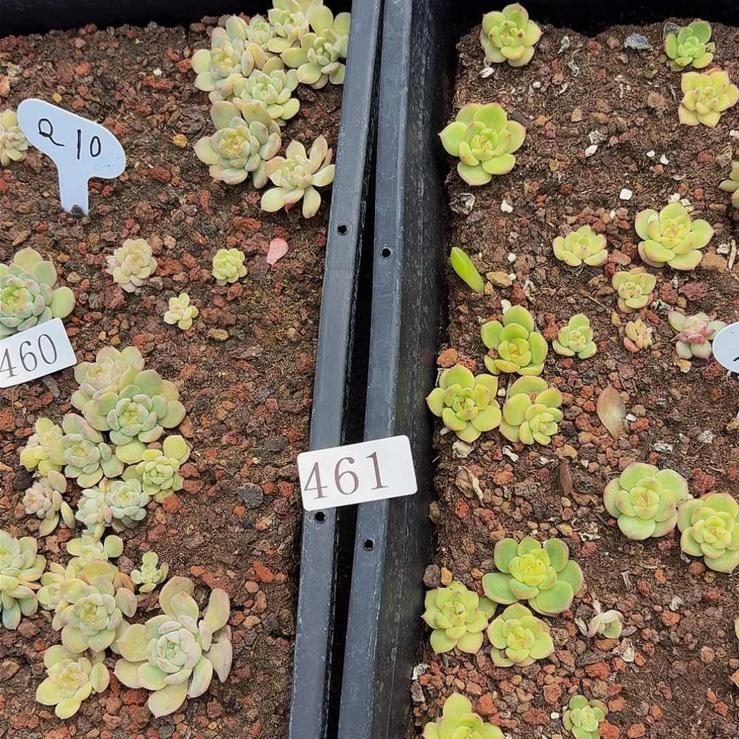 多肉植物多肉植物461