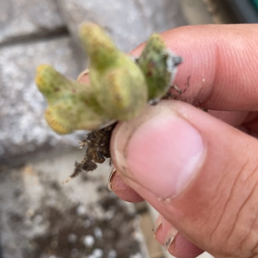 857鹿角斑马一颗