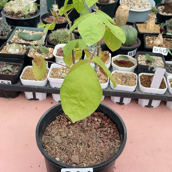 814米尔德扭力没药橄榄