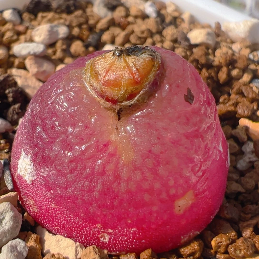 103多肉植物百科知识