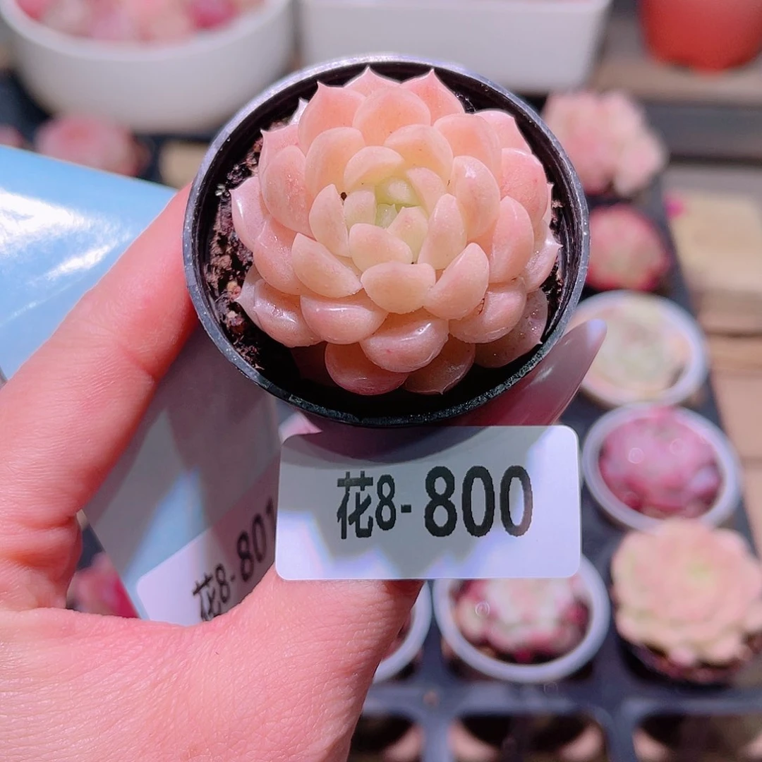 花利美8-800新品