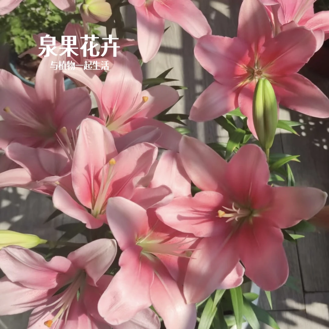泉果 | 春季新手推荐百合种球荷兰进口布林迪西百合阳台庭院品种