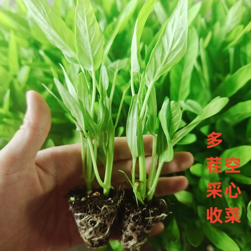正宗高产三叉带土空心菜秧苗白梗大叶空心菜苗柳叶通心菜秧好种植