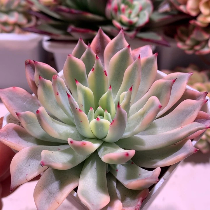 红爪锦锦腹轮锦锦