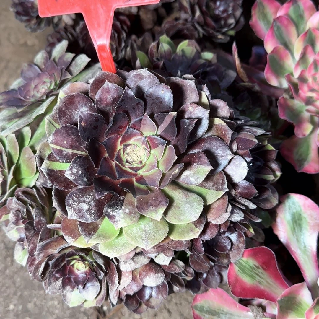 4-833黑美人多肉法师