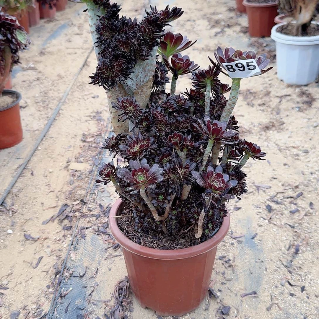 895黑法师朵朵微瑕一颗