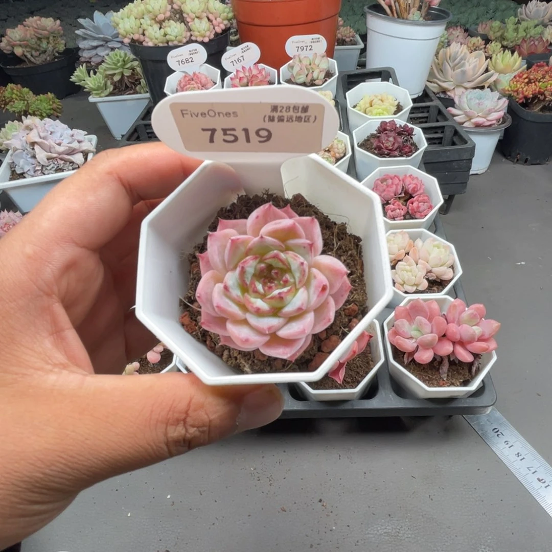 7519天鹅绒4.5厘米