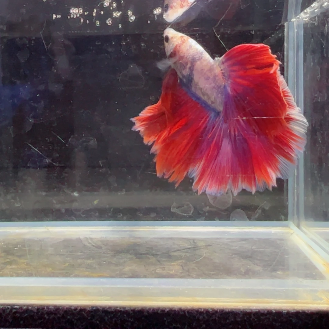 斗鱼浅色特殊尾hhhh