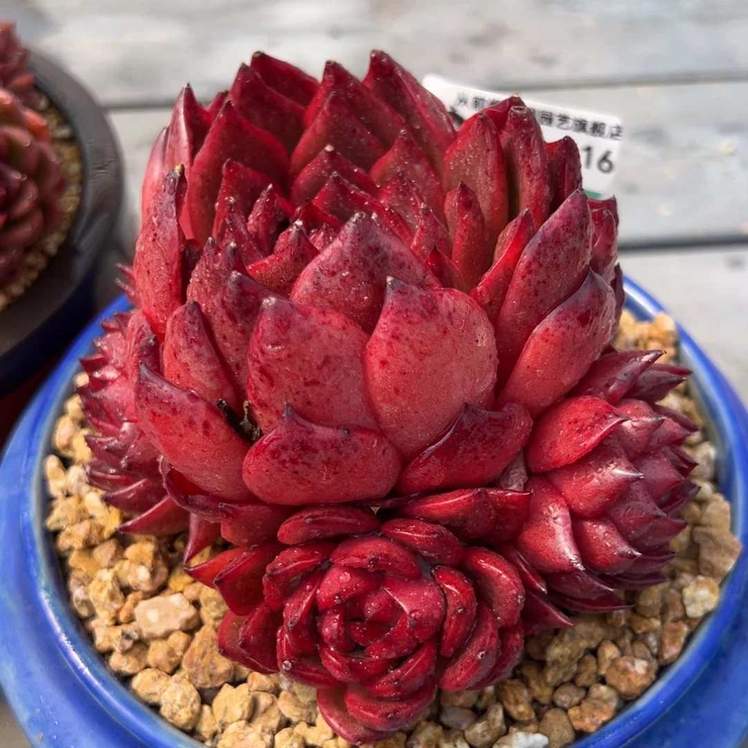 从前慢多肉精选编号0221.116