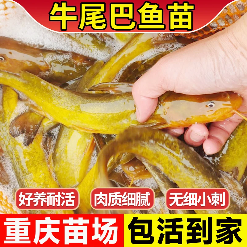 牛尾巴鱼苗乌苏里拟鲿黄河拟鲿淡水养殖大体型食用鱼重庆渔场直发